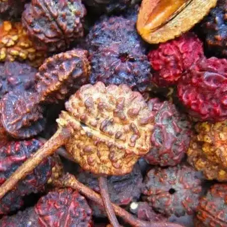 Rudraksha (Elaeocarpus Angustifolius) Plants Online - Sacred Trees for Spiritual Healing