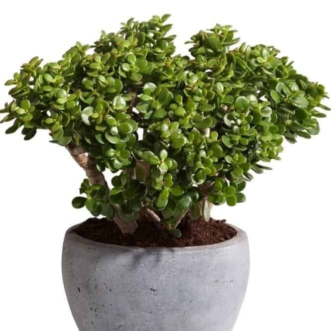 Kuberakshi Green (Crassula Ovata Green Jade)