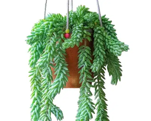 Buy Sedum Morganianum (Donkey's Tail) - Unique Trailing Succulent