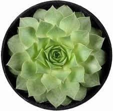 Lakshmi Kamal (Sempervivum Green Wheel) - Stunning Succulent Plant