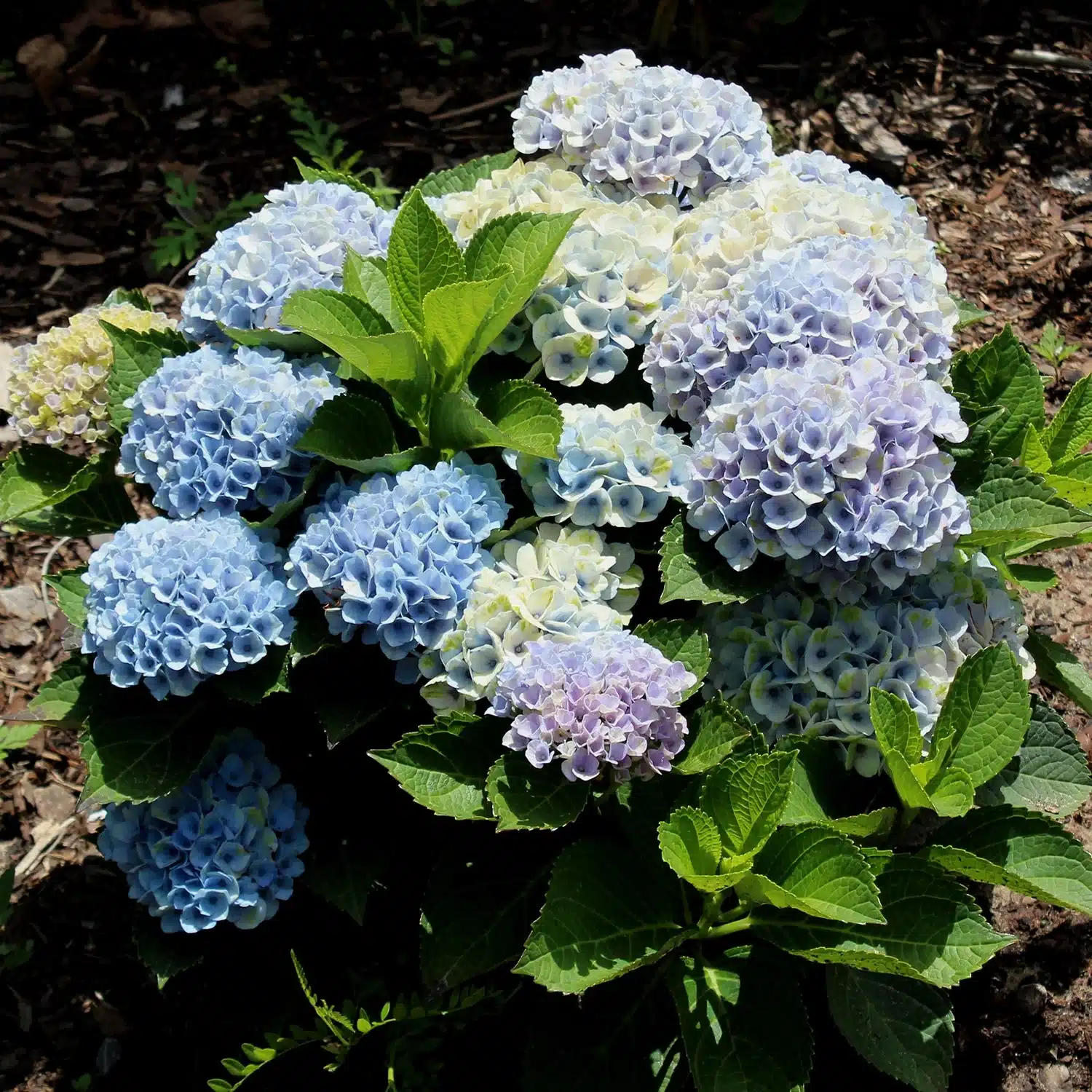 Hydrangea Macrophylla (Random Color)