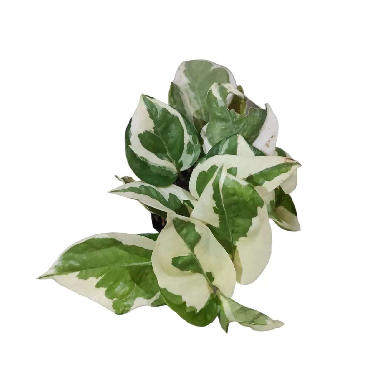 N'Joy Pothos (Epipremnum aureum 'N'Joy')