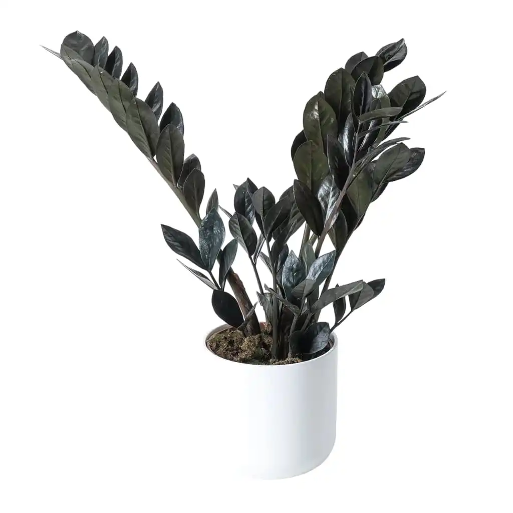 Black ZZ (Zamioculcas zamiifolia) "Raven"
