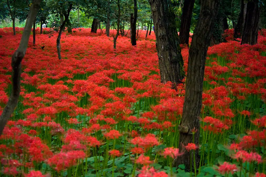 Lycoris radiata (Red spider lily)