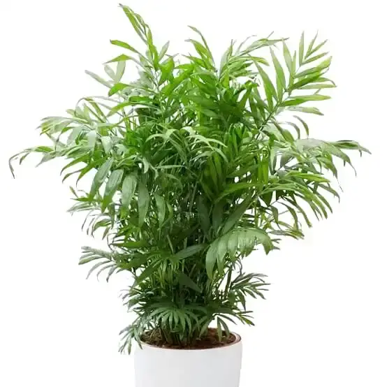 Chamaedorea Elegans Palm - Indoor Decoration with Neanthe Bella Palm