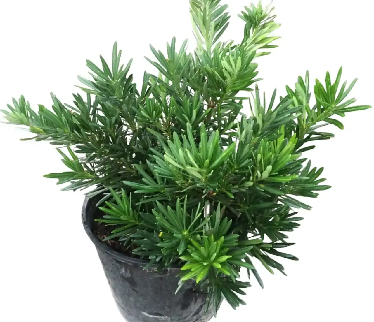 Podocarpus Macrophyllus (Plum pine, Buddhist Pine, Fern Pine and Japanese Yew)
