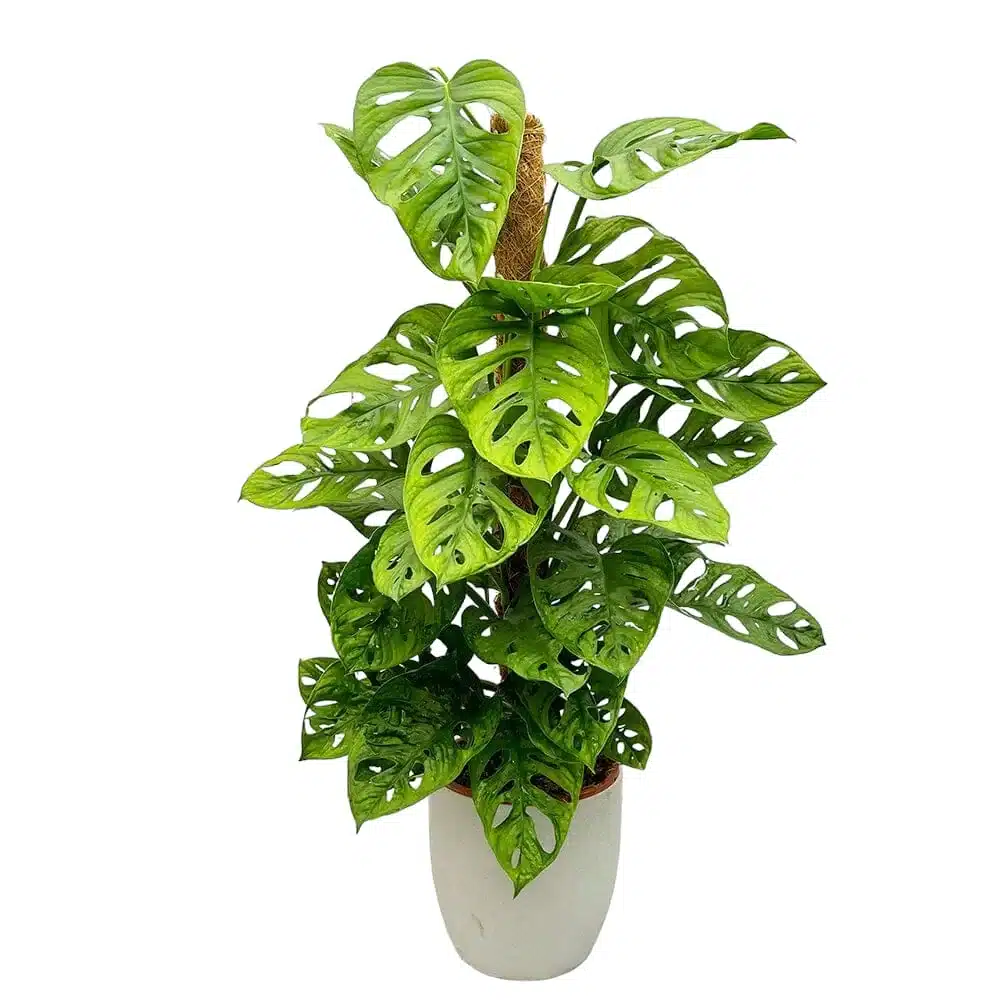 Monstera Adansonii round leaf form (Swiss Cheese Plant/Monkey Mask Plant)