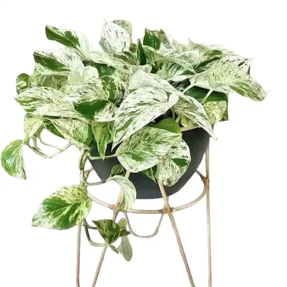 Marble Queen Pothos (Epipremnum Aureum  ‘Marble Queen’)
