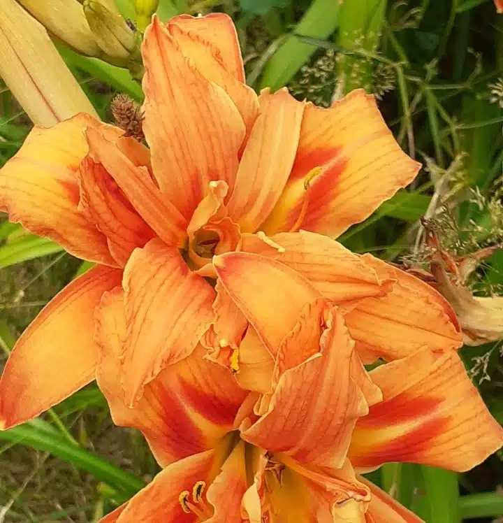 Day Lily Fulva- L. Tawny (Hemerocallis)