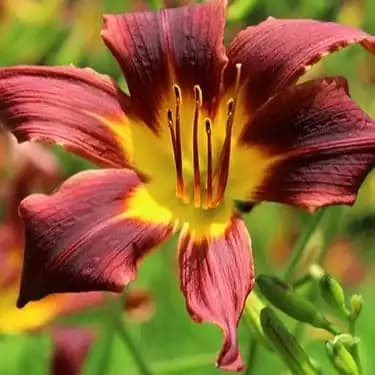 Day Lily Chocolate (Hemerocallis) Bulb