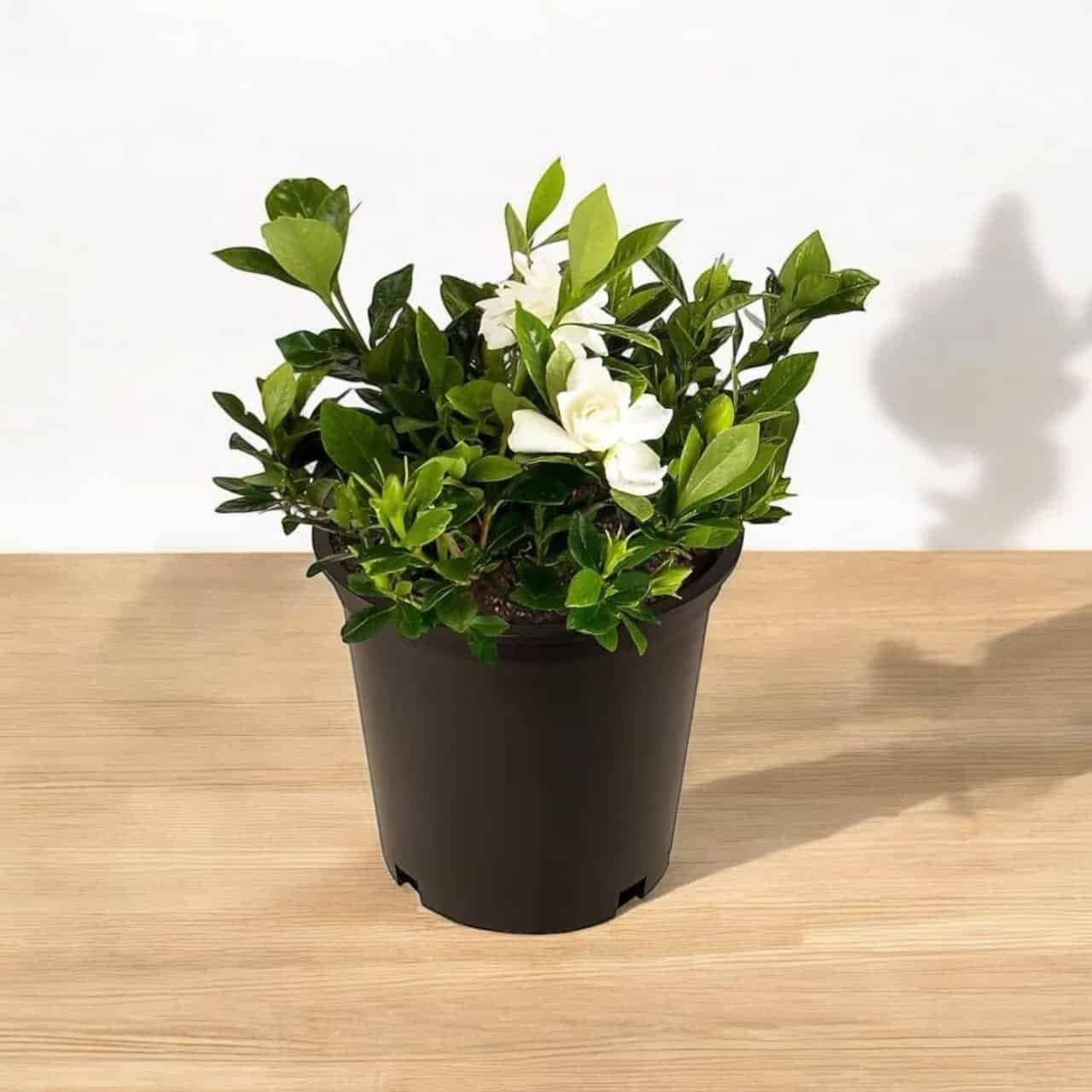 Indra Kamal (Gardenia Jasminoides) Celestial Star Double Bloom