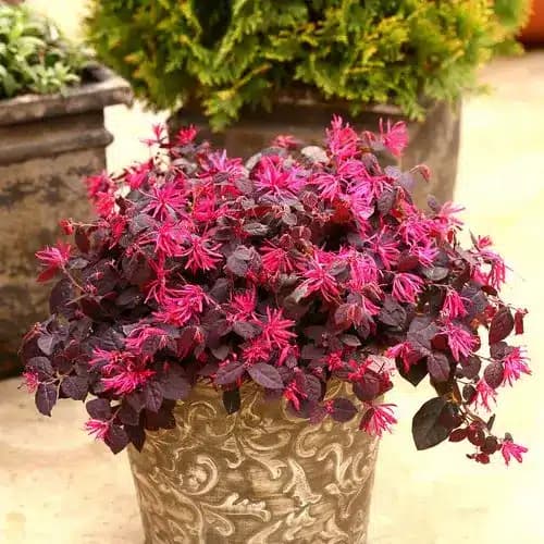 Loropetalum chinense (Chinese fringe flower) Plant