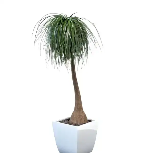 Beaucarnea recurvata (Nolina/Ponytail/Elephant's foot Palm)