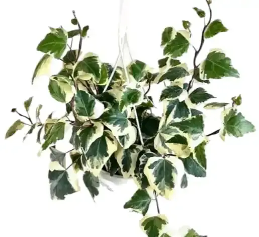 Algerian Ivy (hedera canariensis variegata)