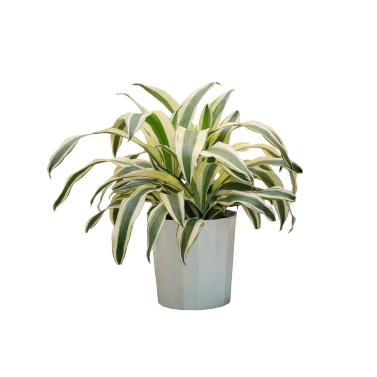 Dracaena Fragrans ‘Victoria White’