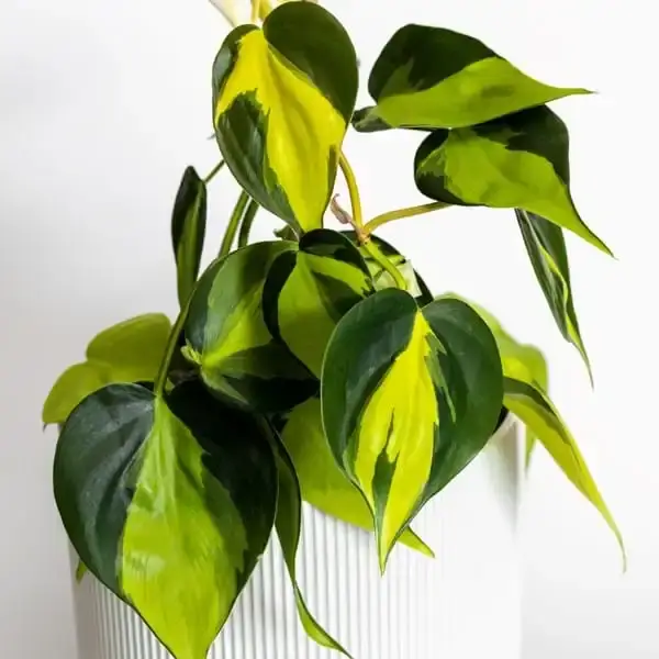 Philodendron Brasil Oxycardium Variegated