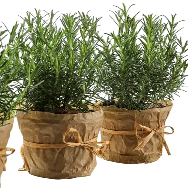 Rosemary (Salvia Rosmarinus)