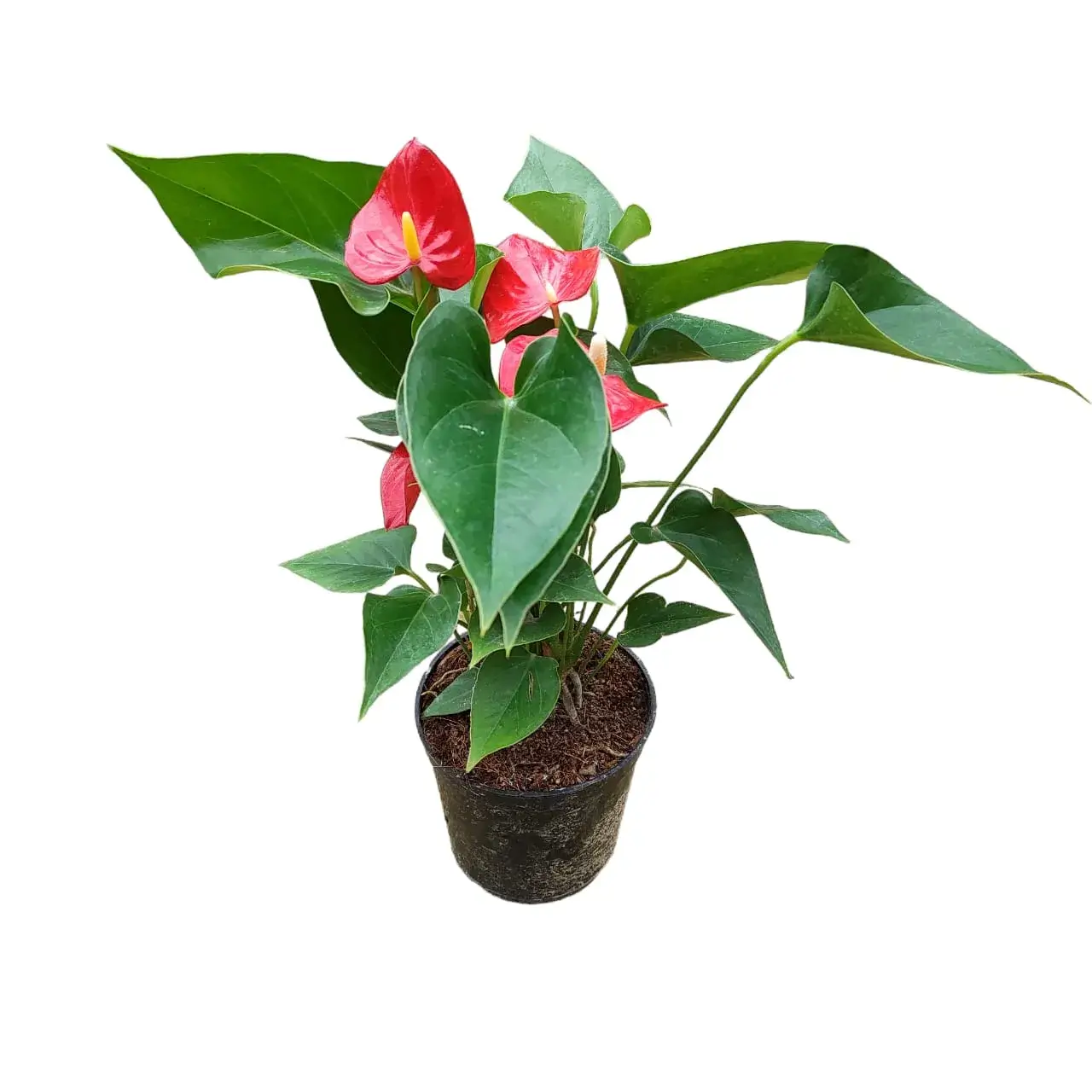 Anthurium andraeanum 'Red'