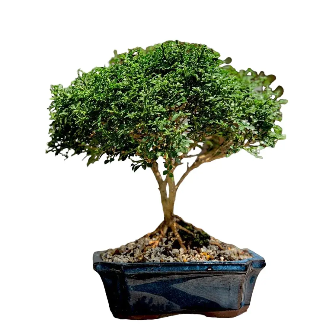Dwarf Madhu kamini (Murraya Paniculata) Thai Variety - Flowering/Ornamental Live Plant