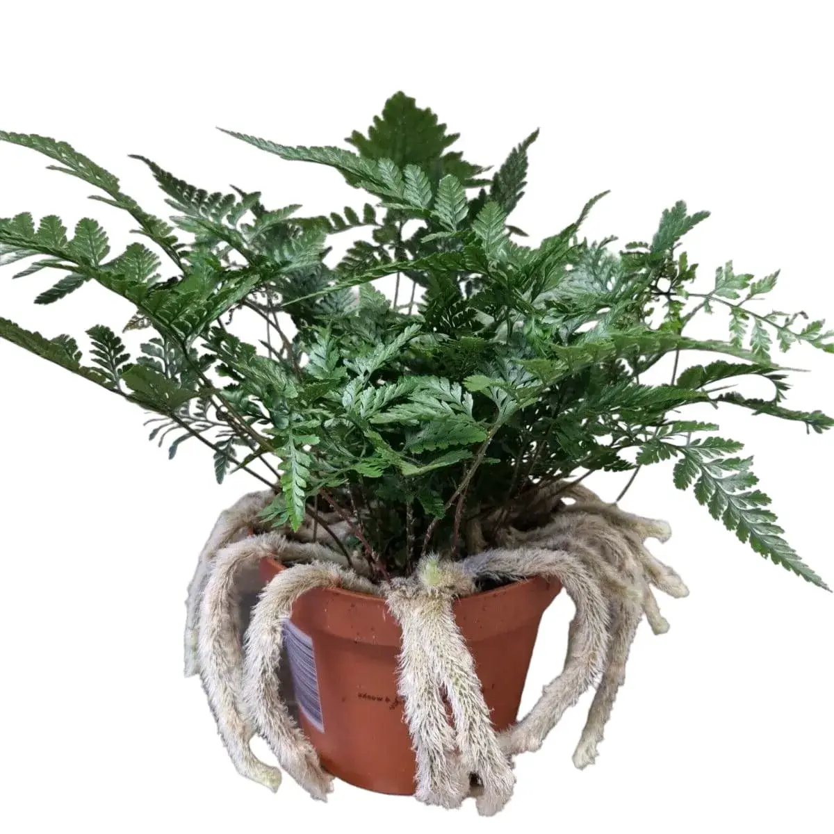 Rabbit's Foot Fern (Davallia fejeensis)