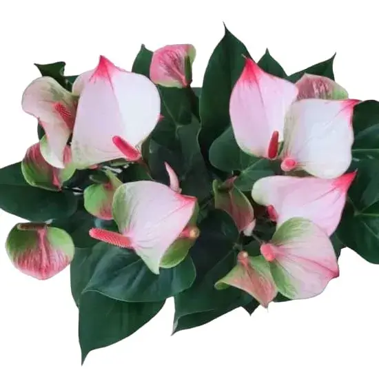 Anthurium Princess Amalia Elegance