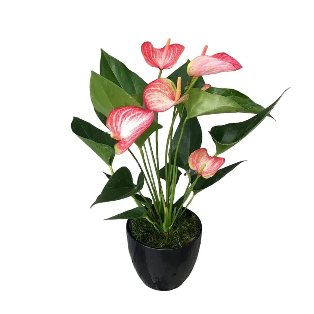Anthurium andraeanum 'Livium'