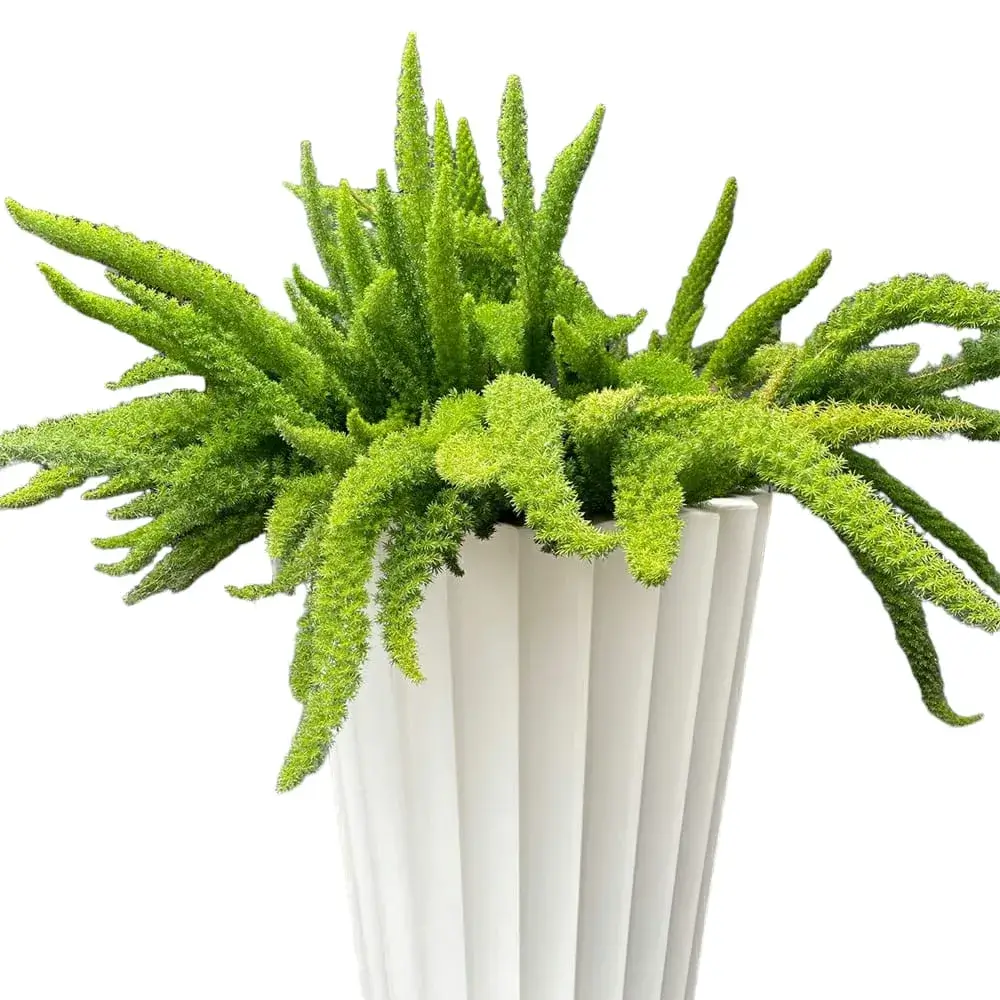 Asparagus densiflorus 'Myersii' (Foxtail Fern)