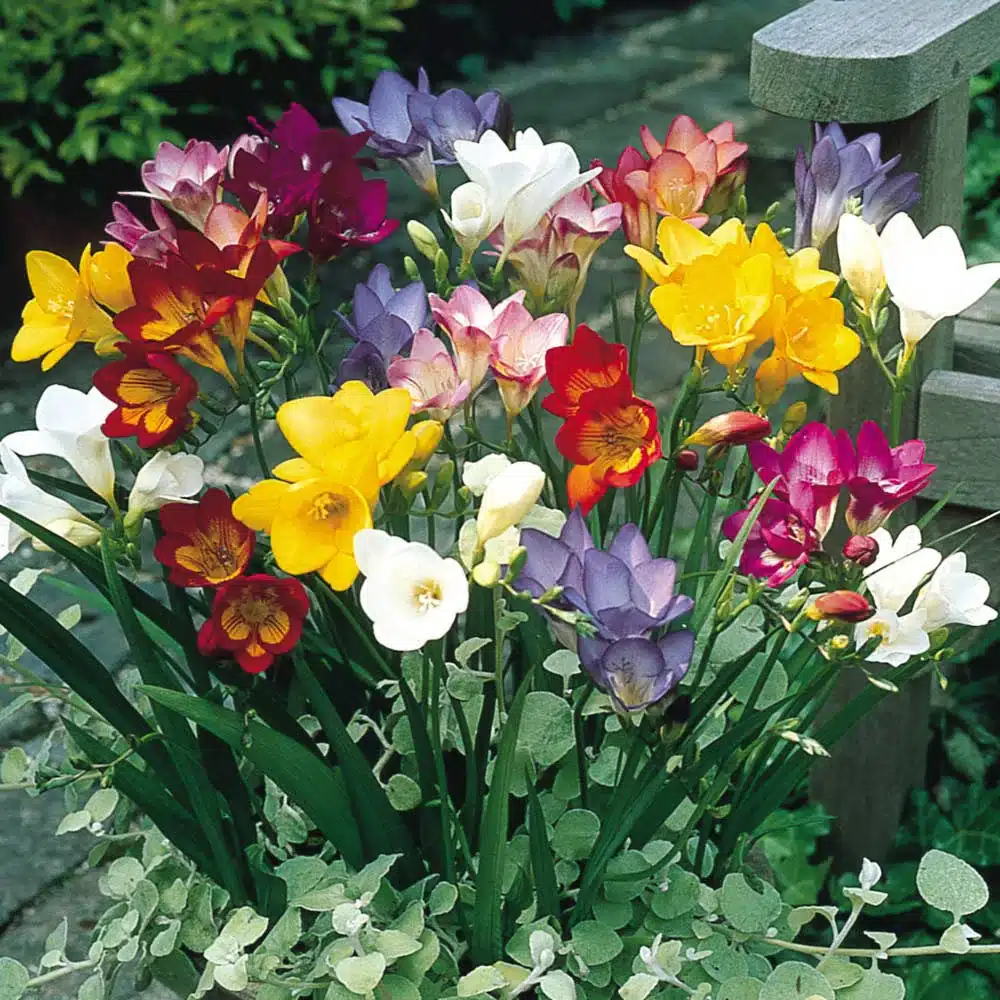 Freesia Single Bloom (Random Color)