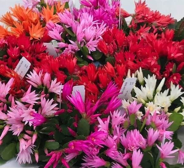 Rhipsalidopsis gaertneri (Easter Cactus) Random Color