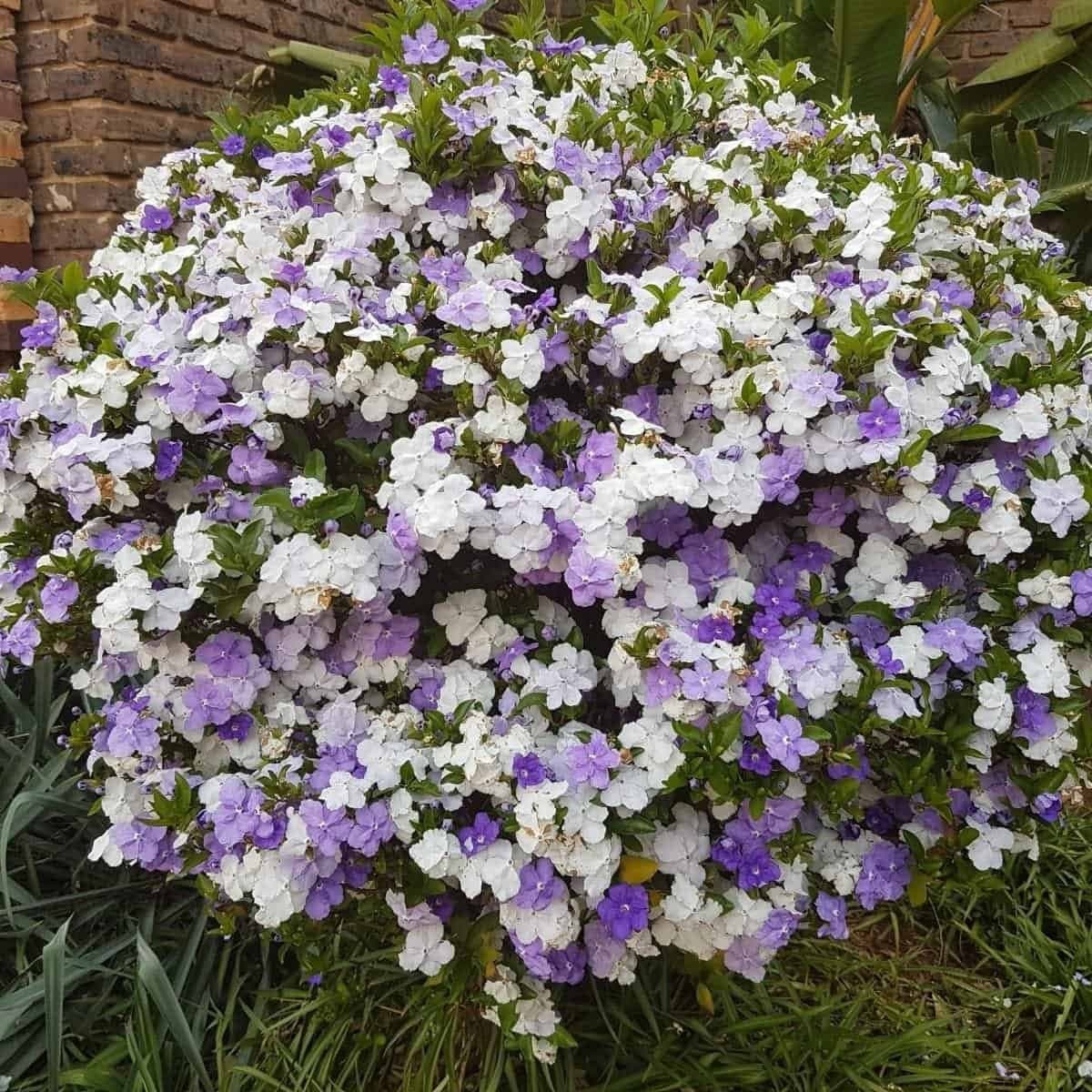 "Yesterday, Today, Tomorrow" plant (Brunfelsia australis)
