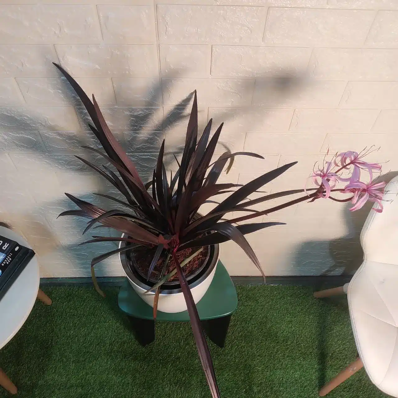 Crinum 'Menehune' (Wine Time)