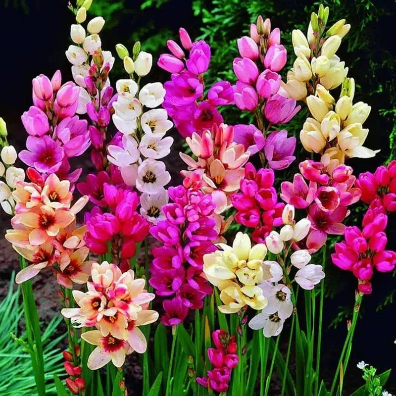 Ixia flower bulb (Random color)