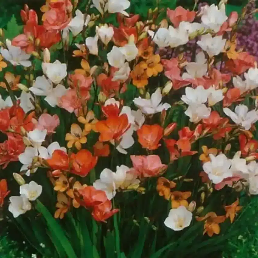 Tritonia  Flower Bulb (Random Color)