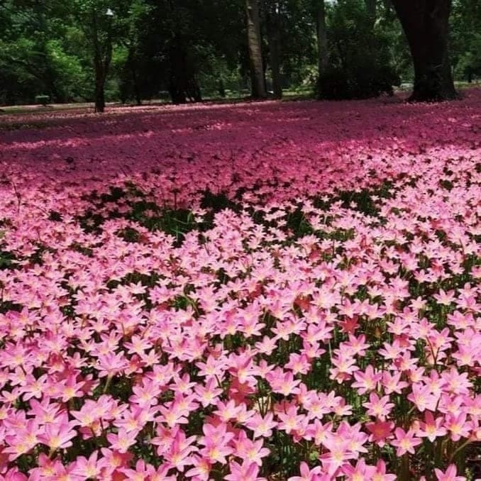 Rain Lily (Zephyranthes Rosea) Pink Flower Bulb