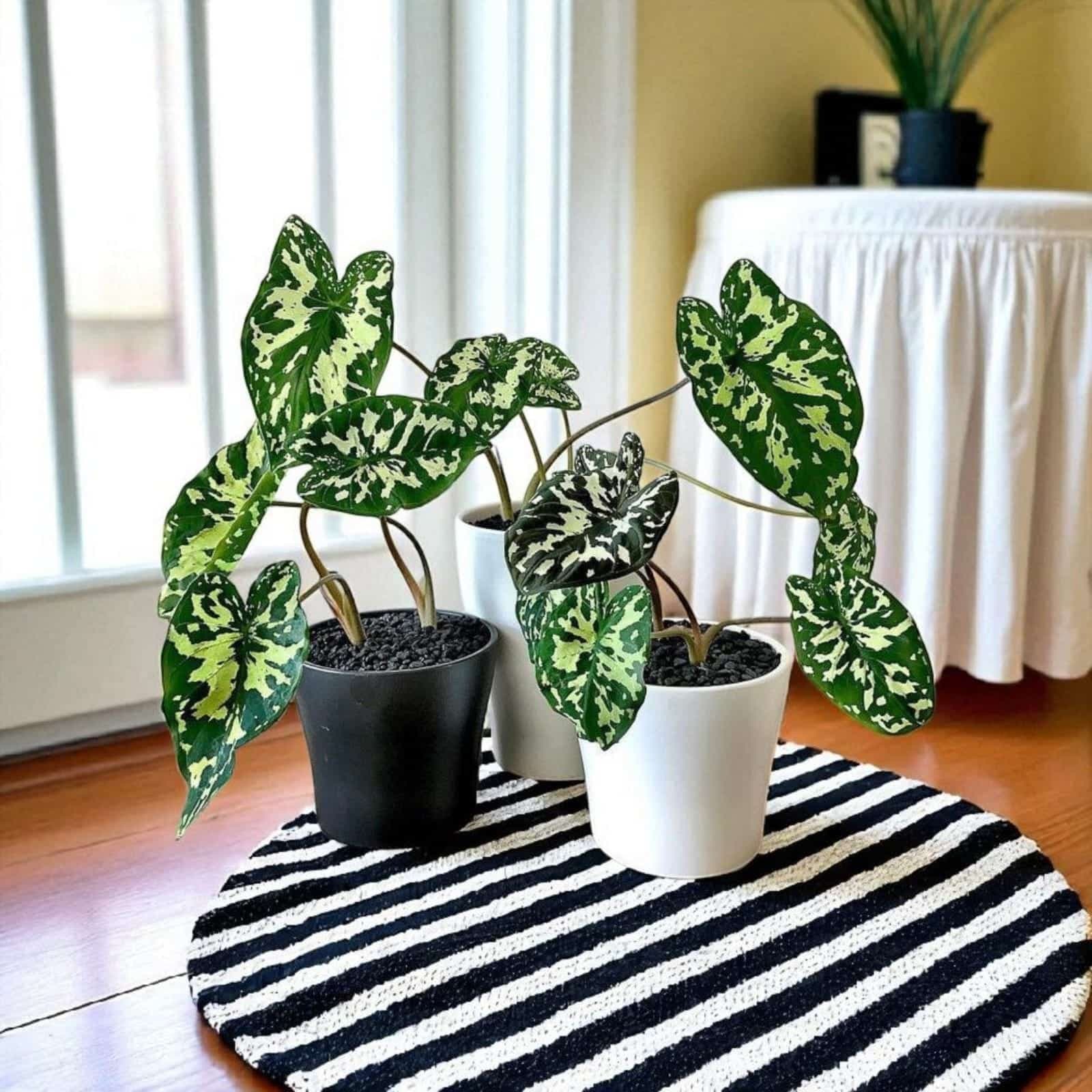 Caladium Praetermissum (Alocasia 'Hilo Beauty')