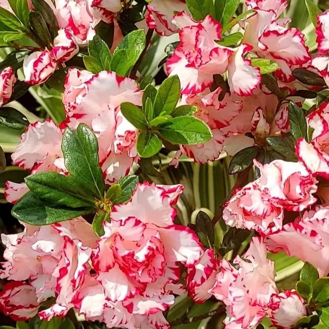 Azalea Day Spring