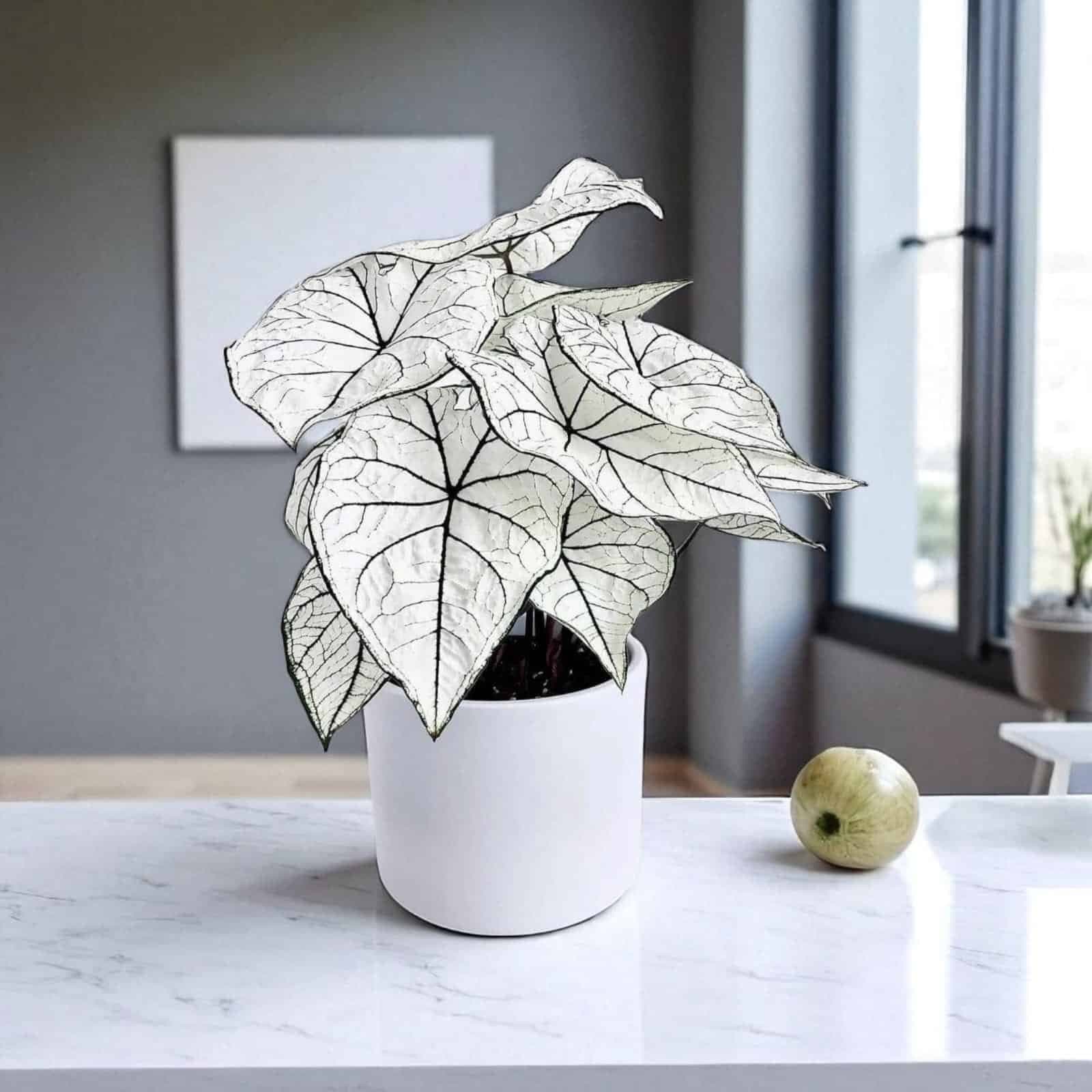 Caladium "Candidum" (Allure)