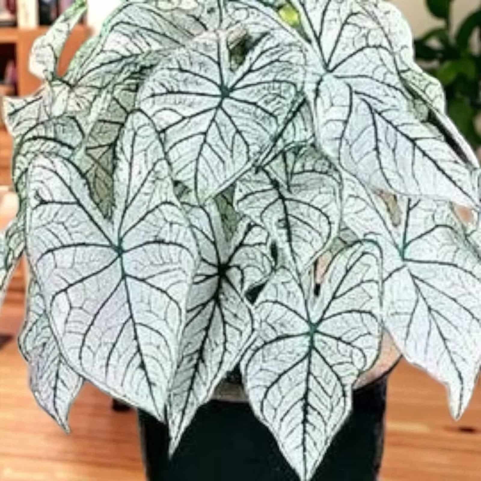 Caladium "Candidum" (Allure)