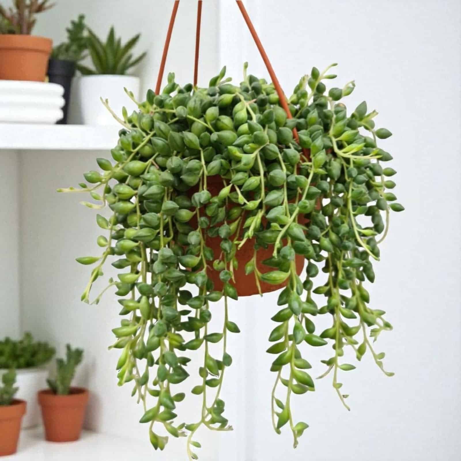String of Tears Green(Senecio herreianus or Curio herreianus)