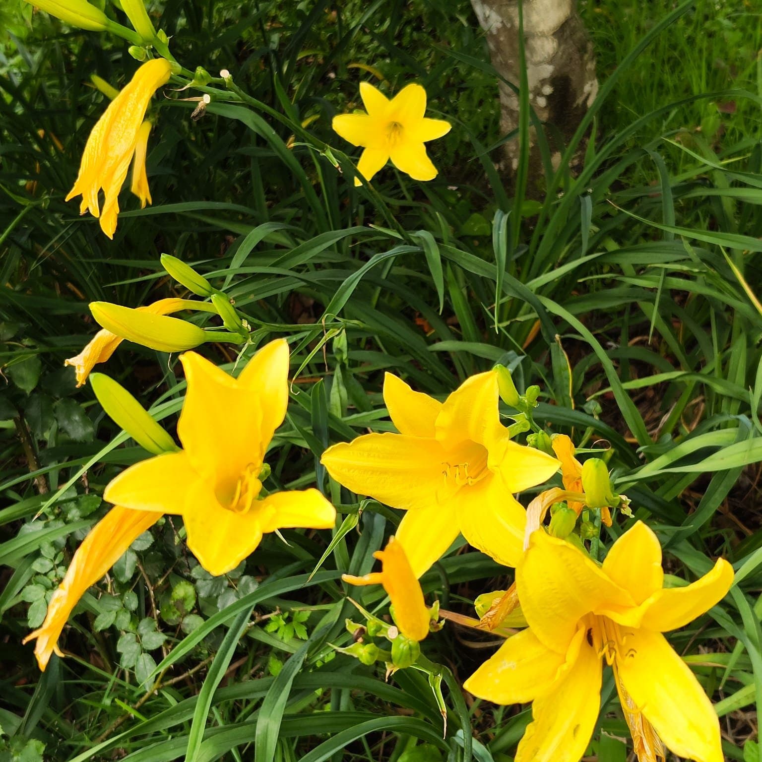 Hemerocallis 'Hyperion' highly fragrant