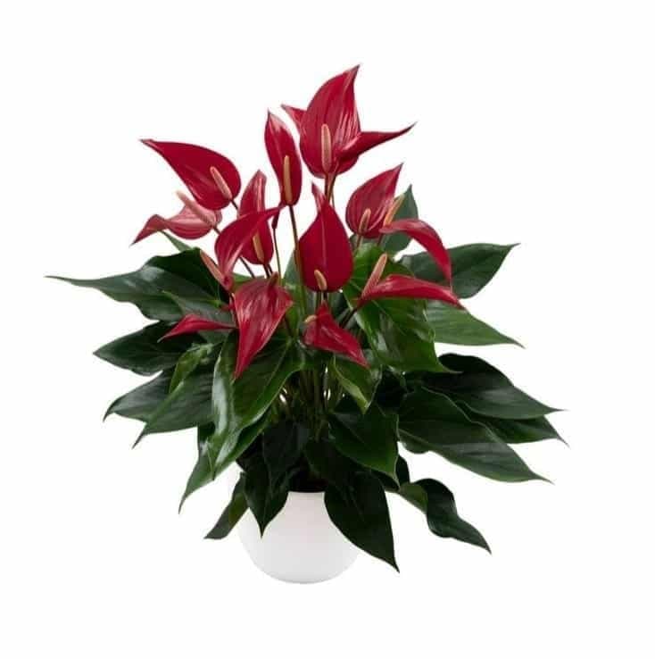 Anthurium Banderola Lava