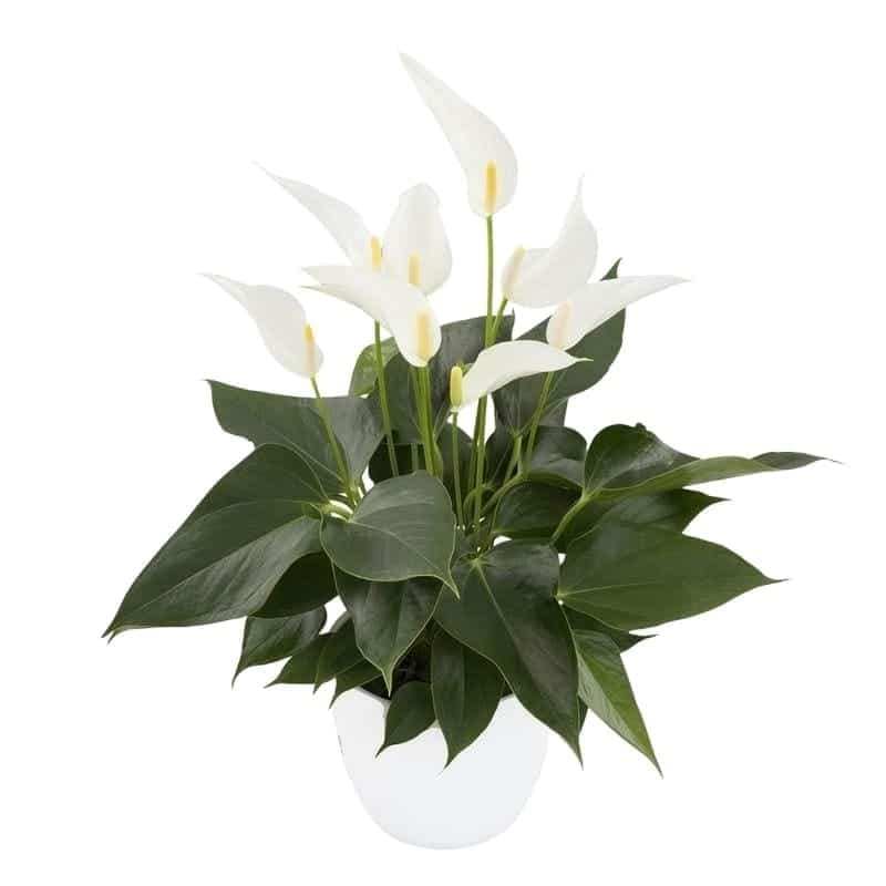 Anthurium Banderola Cava