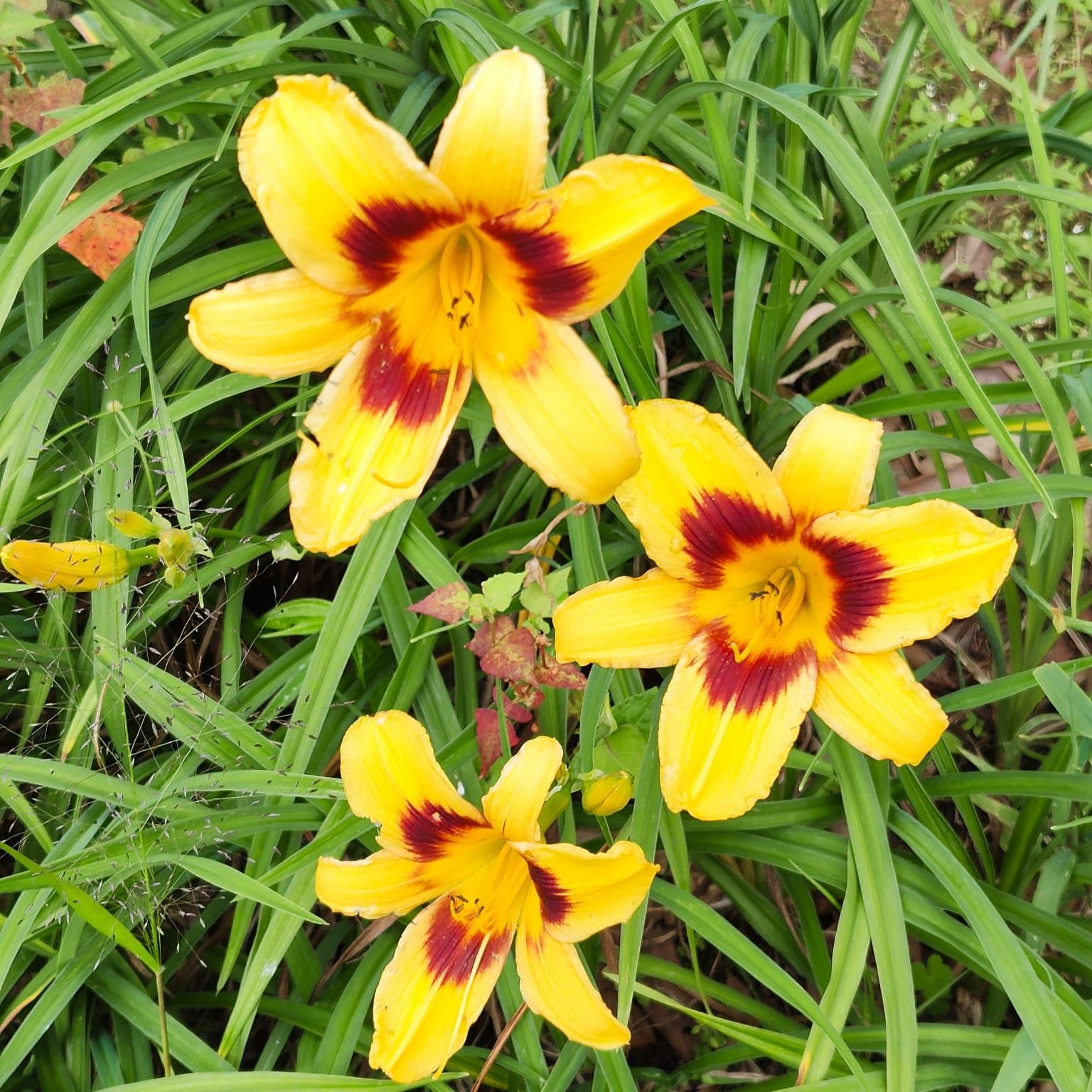 Hemerocallis