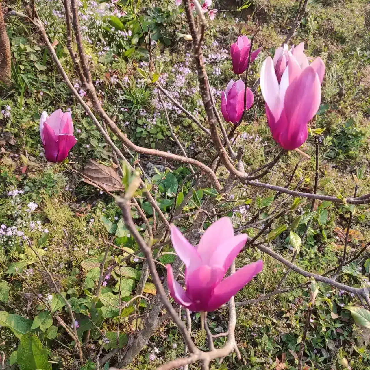 Magnolia Liliiflora Obovata Purpurea (Purple)