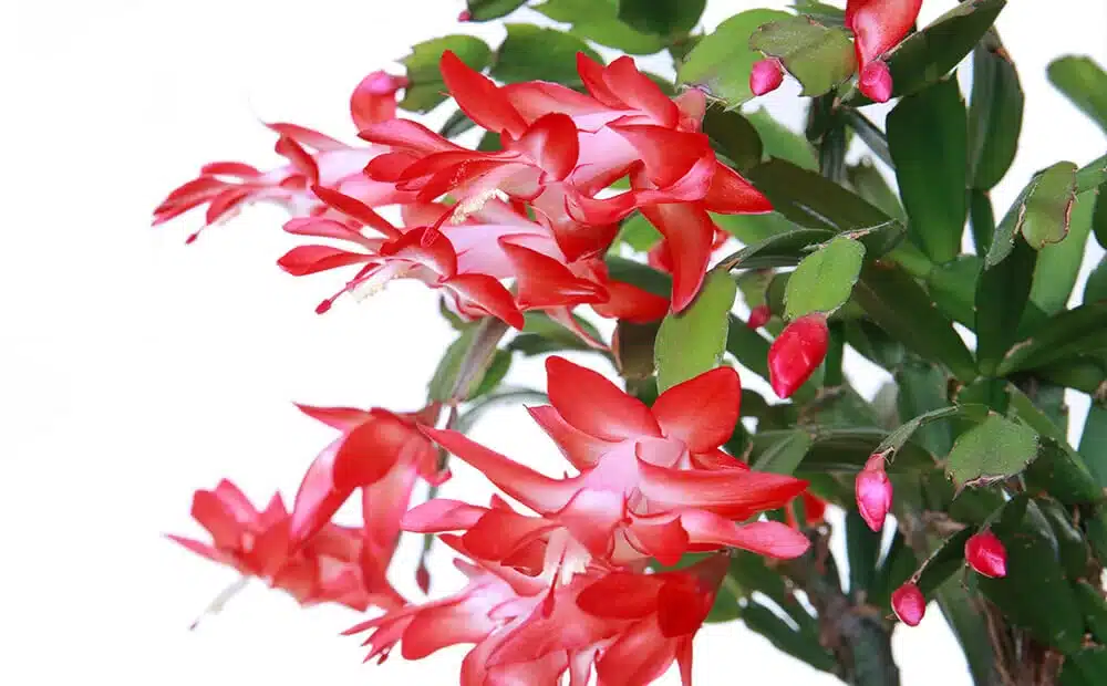 Schlumbergera truncata (Thanksgiving Cactus) Light Red Plant
