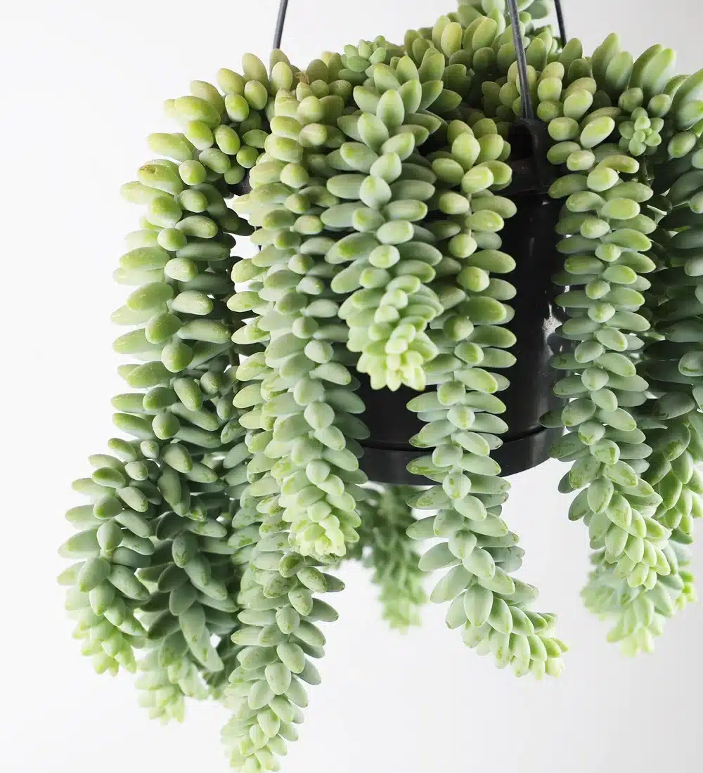 Buy Hanging Sedum - Sedum 'Burrito' - Burro's Tail Succulent - Trailing Succulent Plant for Sale