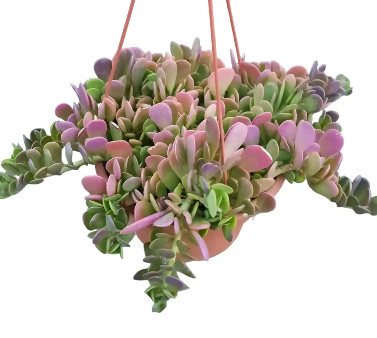 Trailing Jade (Kleinia Petraea)Senecio Jacobsenii