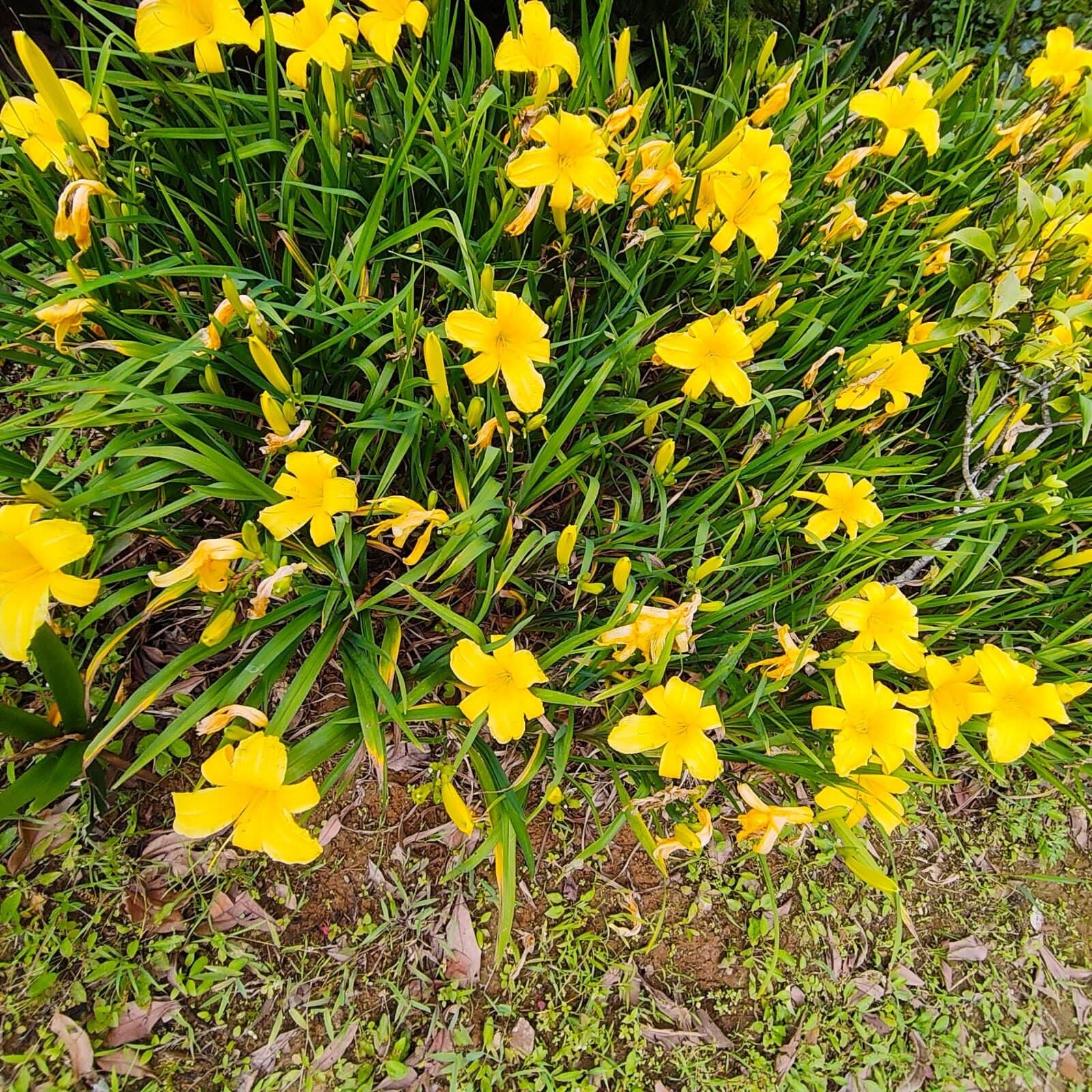 Hemerocallis (Day Lily) Yellow Dwarf